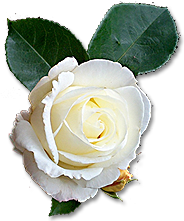 white_rose